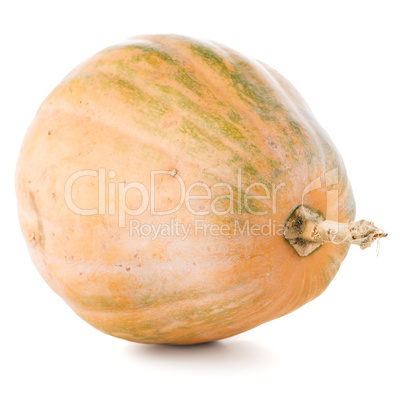 Calabash pumpkin