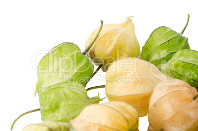 Physalis fruit