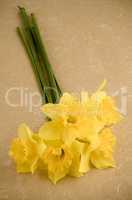 Jonquil flowers