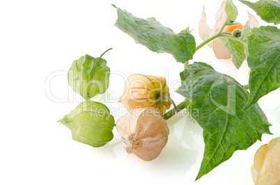 Physalis fruit