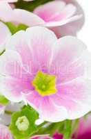 Closeup of pink primrose flowers
