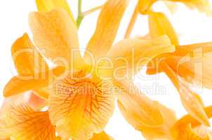 Closeup of orange dendrobium flowers