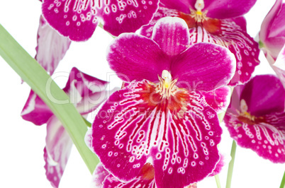 Pansy Orchid - Miltonia Lawless Falls