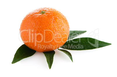 Fresh orange mandarin