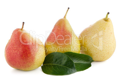 Three ripe pears