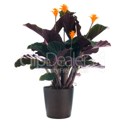 Eternal flame flower (calathea crocata)