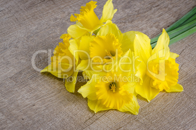 Jonquil flowers