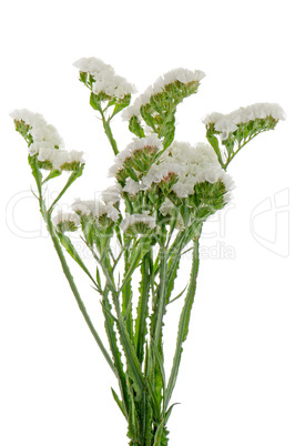 White statice flowers