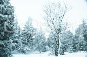 Snow and frost covered pine trees