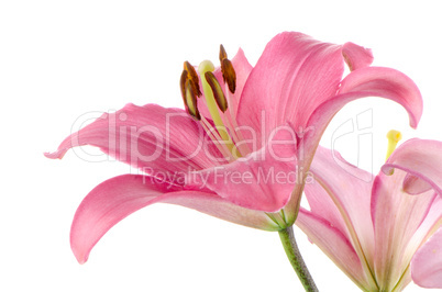 Pink lilies