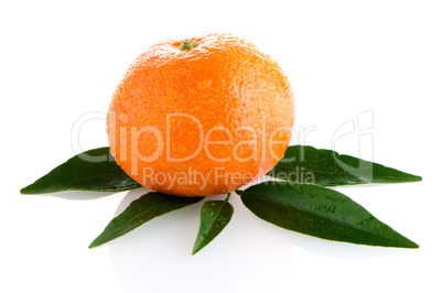 Fresh orange mandarin