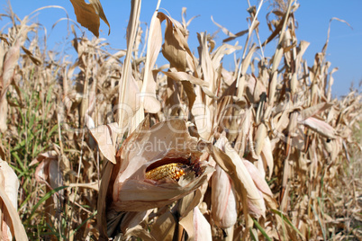 corn field ready for harvest
