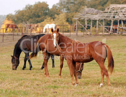 horses farm scene