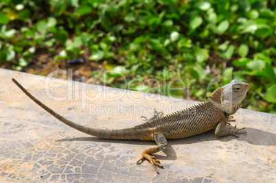 lizard basking in the sun (the wildlife of Sri Lanka)