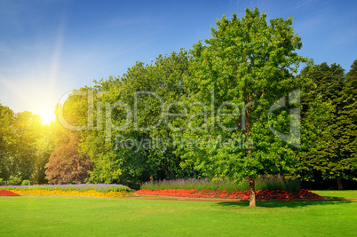 summer park with beautiful flowerbeds