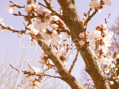 Retro looking Fruit tree flowers