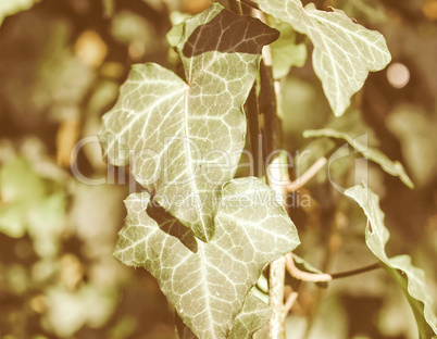 Retro looking Ivy picture