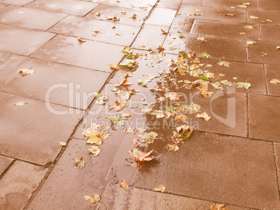 Retro looking Leaves on pavement