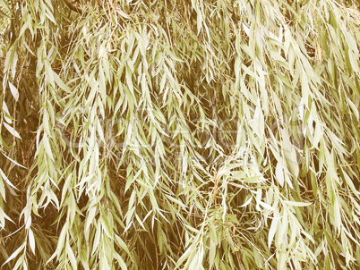Retro looking Weeping Willow