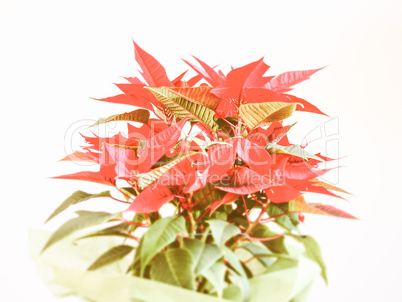 Retro looking Poinsettia Christmas star