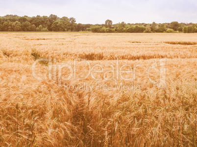 Retro looking Barleycorn field