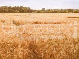 Retro looking Barleycorn field