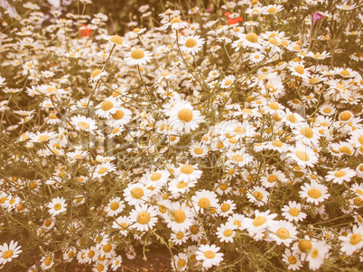 Retro looking Camomile flower