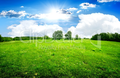 Green lawn and trees