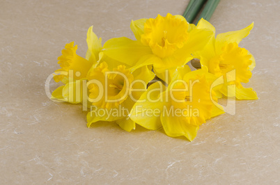 Jonquil flowers