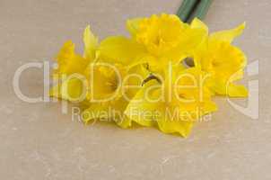 Jonquil flowers