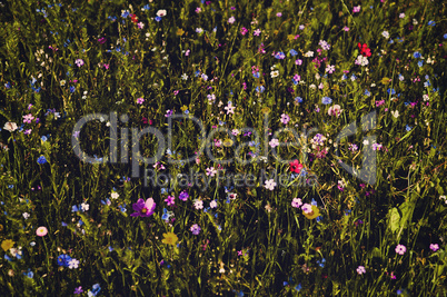 very rich variety flower meadow