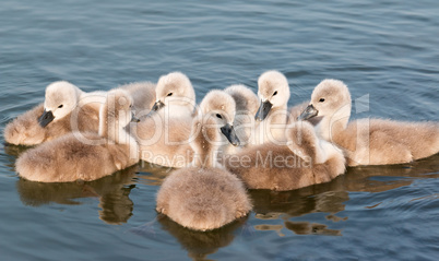 Young swans