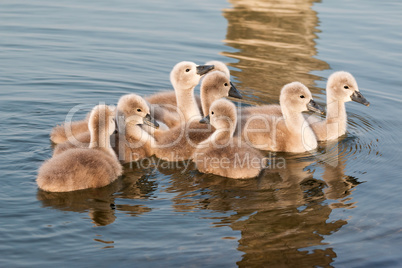 Young swans