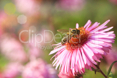 bee sits on the asters