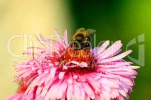 bee sits on the asters