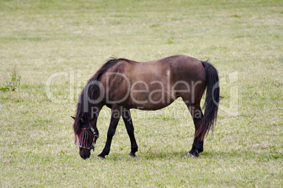 Horse on pasture