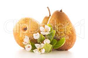 Three ripe pears