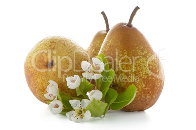 Three ripe pears