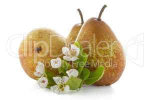 Three ripe pears