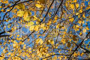 Yellow leaves on blue sky