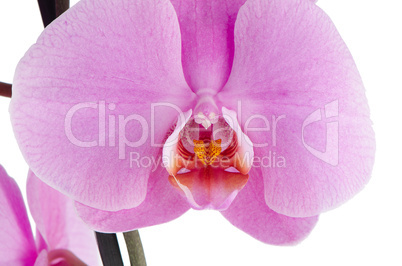 pink orchid (phalaenopsis)