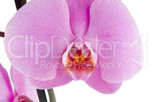 pink orchid (phalaenopsis)