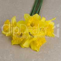 Jonquil flowers