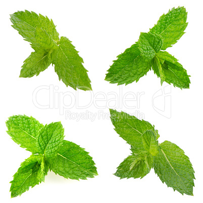 Fresh mint close up