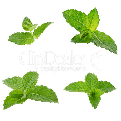 Fresh mint close up