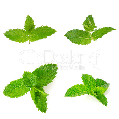 Fresh mint close up