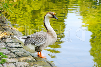 gray goose on the lake