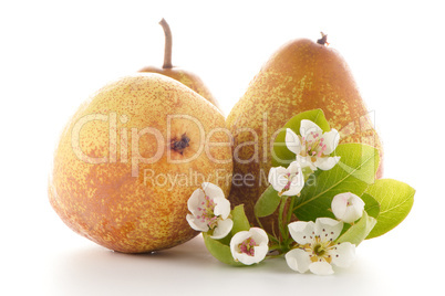 Three ripe pears