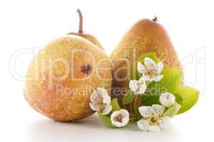 Three ripe pears