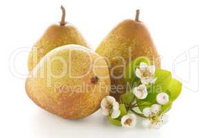 Three ripe pears